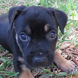 Thumbnail photo of Sophia ~ Puppy! #2