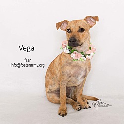 Thumbnail photo of Vega #1