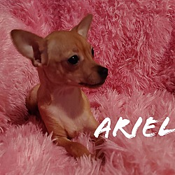 Thumbnail photo of Ariel #1