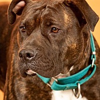 Washington County-Johnson City Animal Control Center in Johnson City