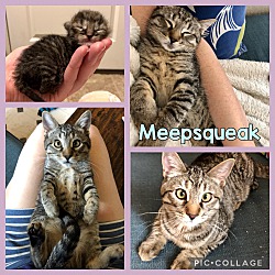 Photo of Meepsqueak