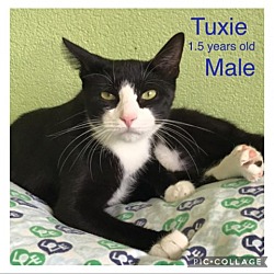 Thumbnail photo of Tuxie #1