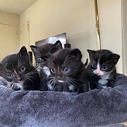 Photo of house kittens