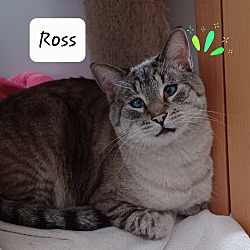 Photo of Ross