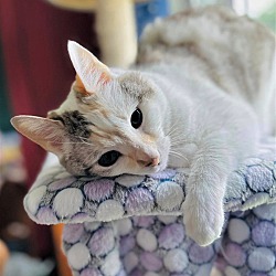 Photo of CRYSTAL