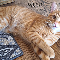 Thumbnail photo of Niblet- (glenna) #1
