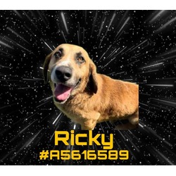 Photo of RICKY
