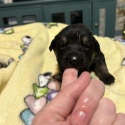Thumbnail photo of Cookie Pup 3 (boy) #3