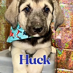 Photo of Huck