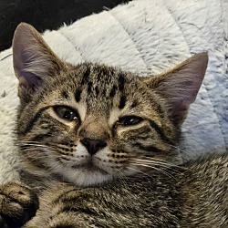 Thumbnail photo of Tigger. 2 for 1 adoption fee #1