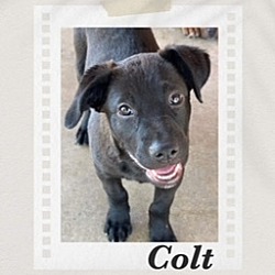 Thumbnail photo of Colt #2