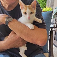 adopt a pet