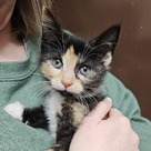 Adopt A Pet :: Appt. Pending - Orchid - Versailles, KY