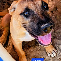adopt a pet