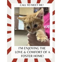 adopt a pet