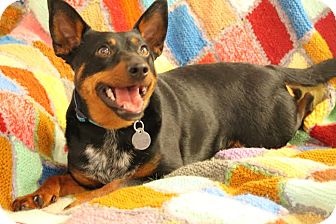 miniature pinscher blue heeler mix