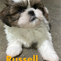 Thumbnail photo of Russell #1