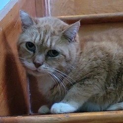 Thumbnail photo of Kieran- Spirit Cat #1