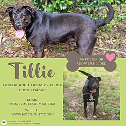 Photo of Tillie