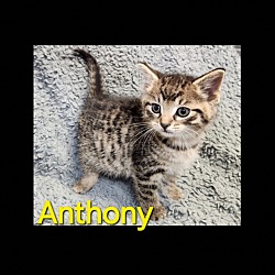 Photo of Anthony