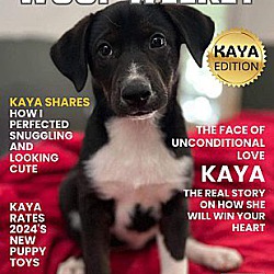 Hartford, CT - Australian Shepherd/Husky. Meet Kaya a Pet for Adoption ...