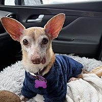 adopt a pet