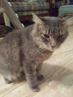 loving arms pet center