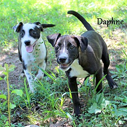 Thumbnail photo of Daphne ~ meet me! #2