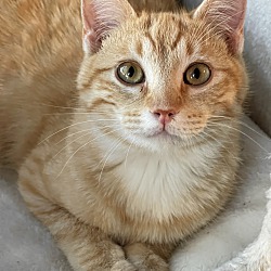 bonded pet photo