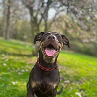 adopt a pet