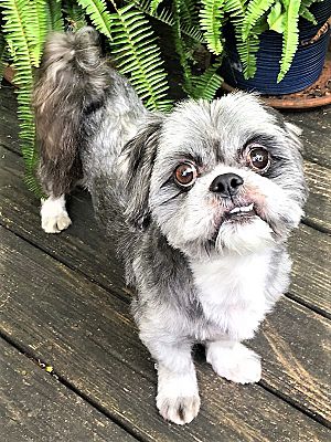 Smokey the top shih tzu