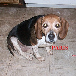 Pennys angels beagle shop rescue