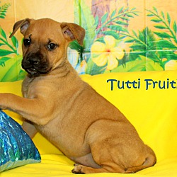 Thumbnail photo of Tutti Fruiti~adopted! #3
