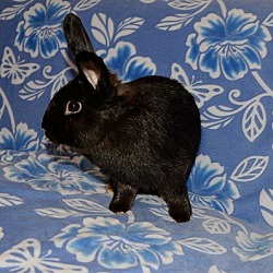 Photo of Akiri