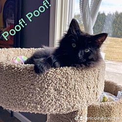 Photo of Poof Poof!