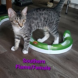Photo of Southern Flame