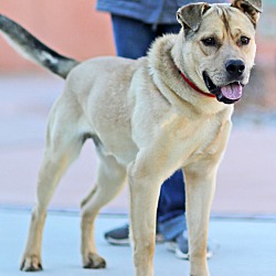 Animal humane new mexico westside store adoption center