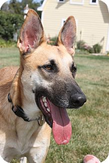 Denver, CO - Belgian Malinois. Meet Referral - Elliott a Pet for Adoption.