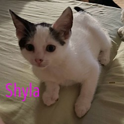 Thumbnail photo of Shyla #4