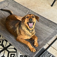adopt a pet