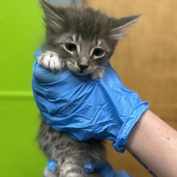 Thumbnail photo of Blues(Adoption Fees Sponsored) #1