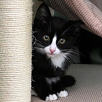 adopt a pet