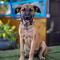 adopt a pet