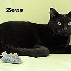 Thumbnail photo of Zeus #4