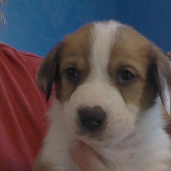 Thumbnail photo of Duncan Keith- Foster to Adopt #4