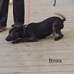 Thumbnail photo of Binks #3