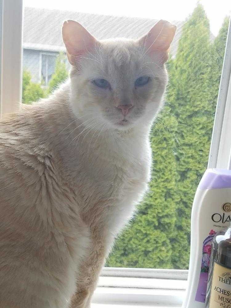 46 Adopt A Cat Seattle Photography