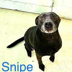 Photo of Snipe