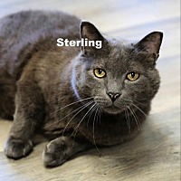 Photo of Sterling 220309