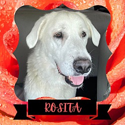 Thumbnail photo of ROSITA #2